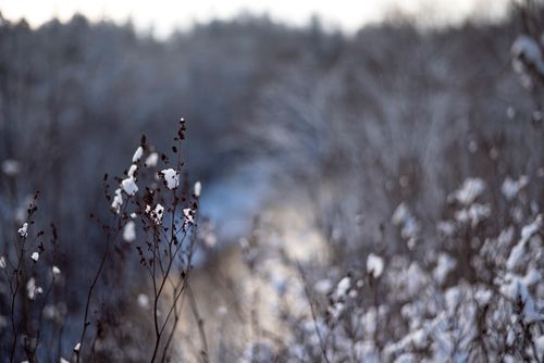 Free A tranquil winter scene featuring branches adorned with snow, evoking a quiet and peaceful atmosphere. Stock Photo