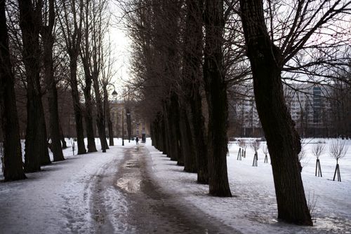 Free A tranquil winter scene with bare trees lining a snowy park path in an urban area. Stock Photo