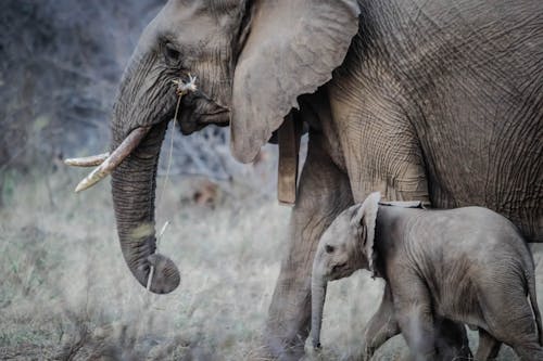 Imagine de stoc gratuită din Africa, colți de elefant, elefant