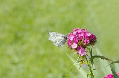 бесплатная Белая коричневая бабочка сидит на розовом цветке Стоковое фото