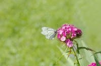 在绿色背景的映衬下，优雅的白色蝴蝶栖息在充满活力的粉红色花朵上