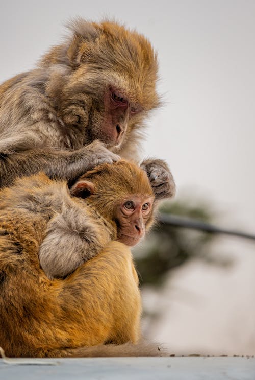 Monkeys Cleaning Fur