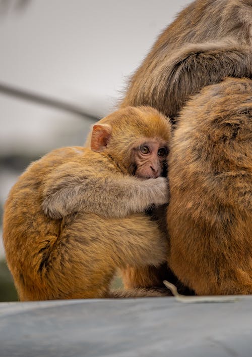 Baby Monkey Sitting with Mother