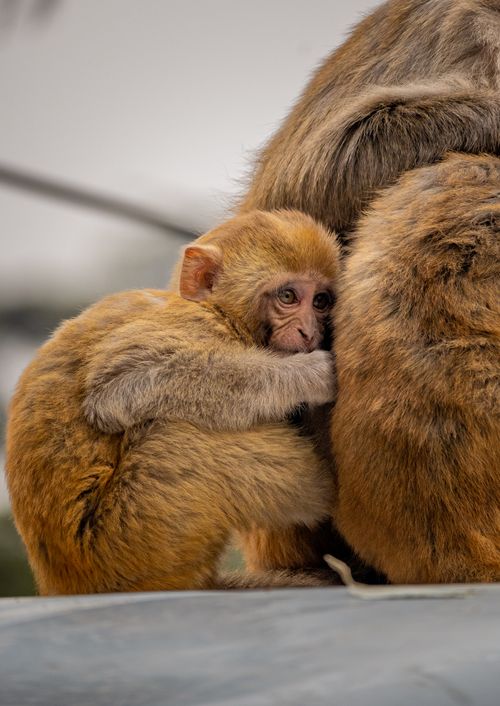 Free A charming baby monkey clinging tightly to its mother in Shimla, India. Stock Photo