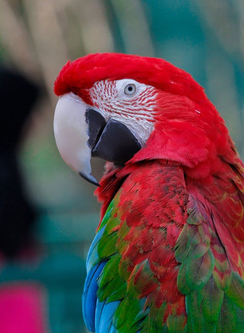 Close-up of Macaw