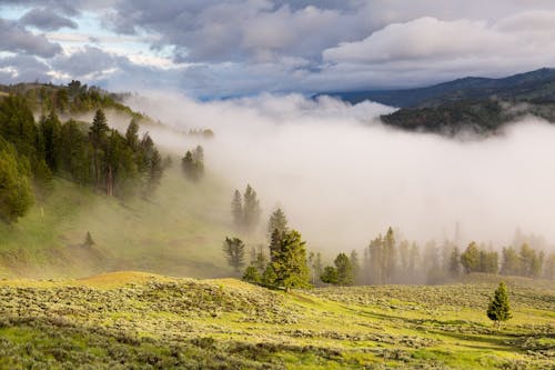 Foggy Green Landscape With Pine Forest at Daytime