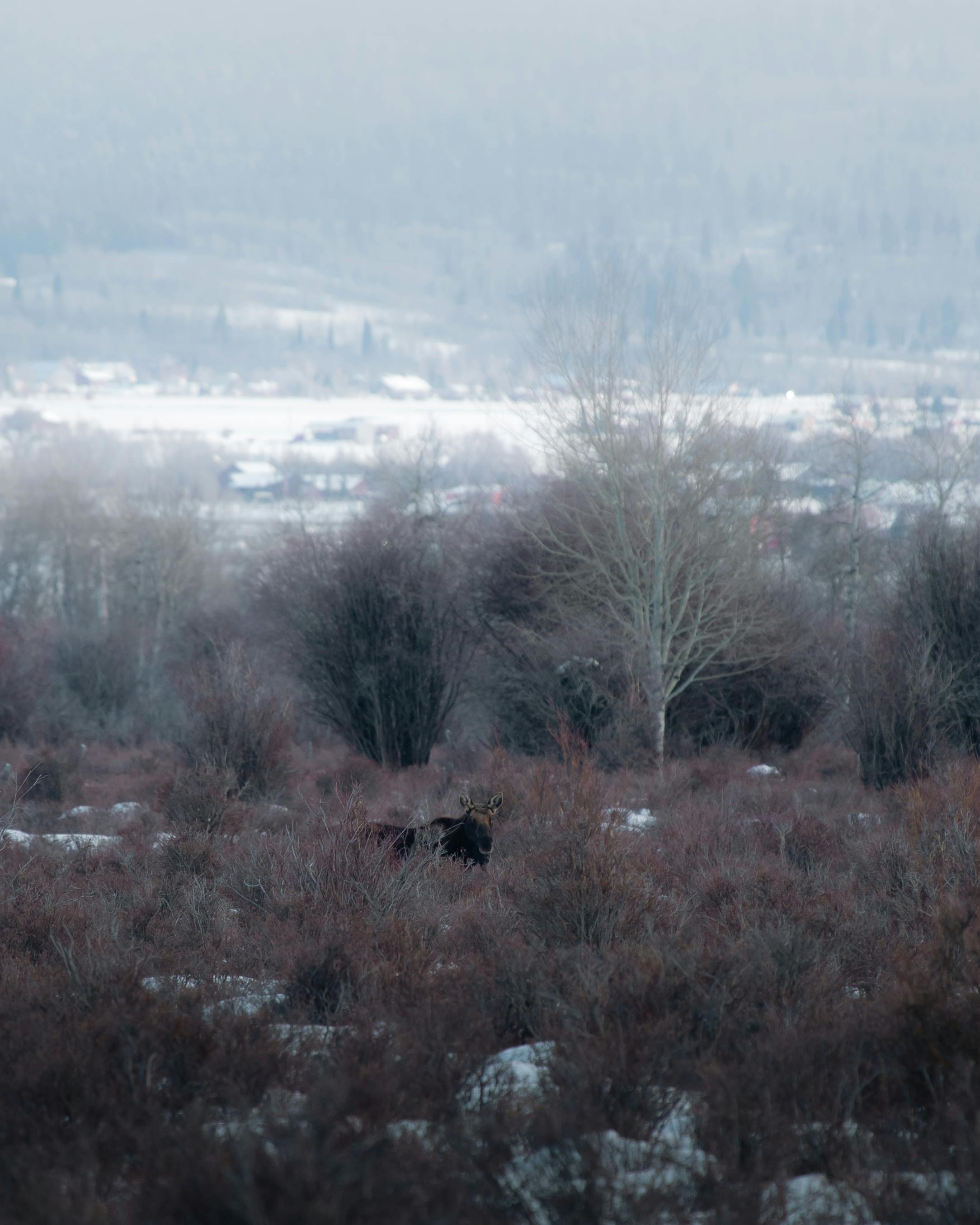 grátis Foto profissional grátis de alces alces, andando, animais selvagens Foto profissional