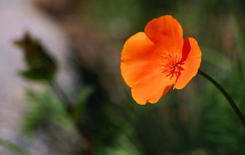 California poppy