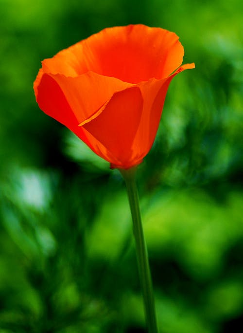 Close up of Red Poppy