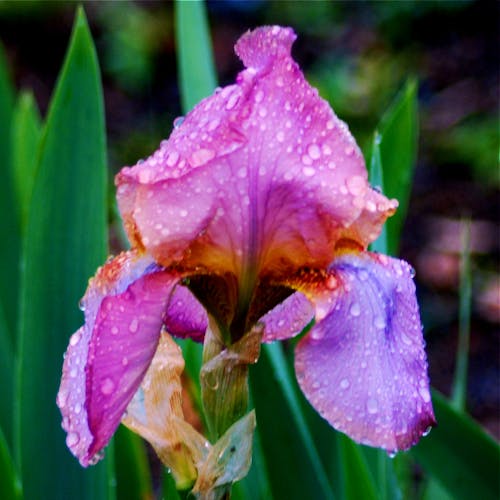 Wet iris