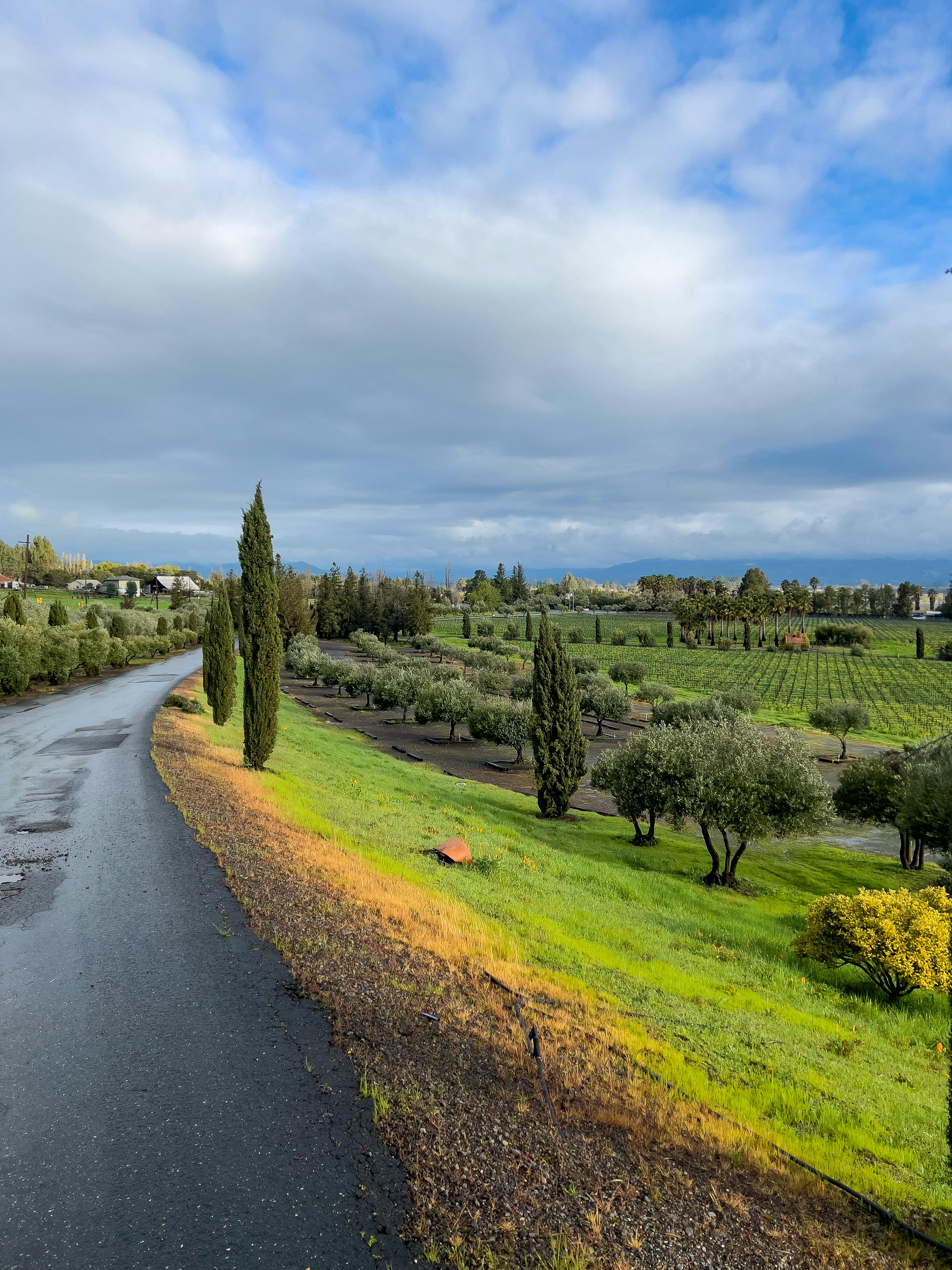 Free Beautiful road view through lush vineyards and orchards in Sonoma, California. Stock Photo