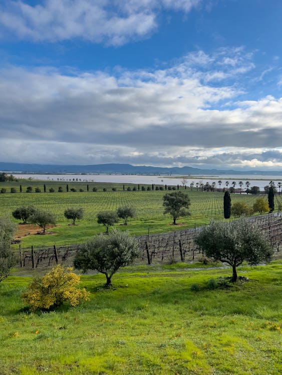 Green Field at the Sea