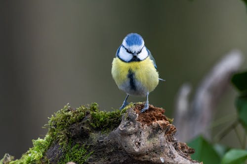 cyanistes caeruleus, 動物攝影, 歐亞藍山雀 的 免費圖庫相片