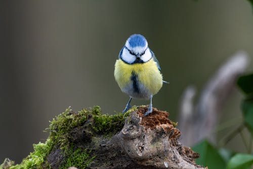 Imagine de stoc gratuită din a închide, aviar, cianistes caeruleus