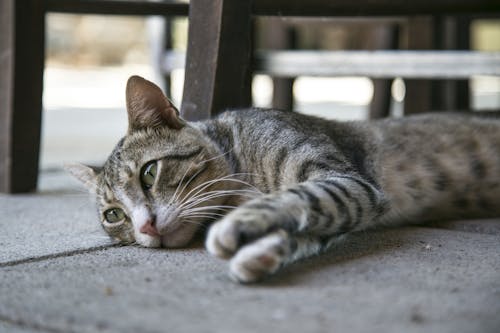 Tabby Cat Lying on Ground