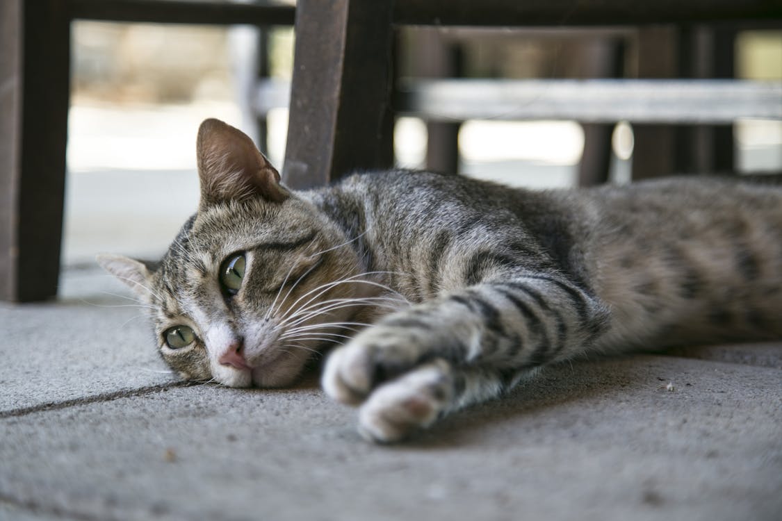 бесплатная Полосатый кот лежит на земле Стоковое фото