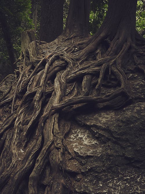Roots of Tree · Free Stock Photo