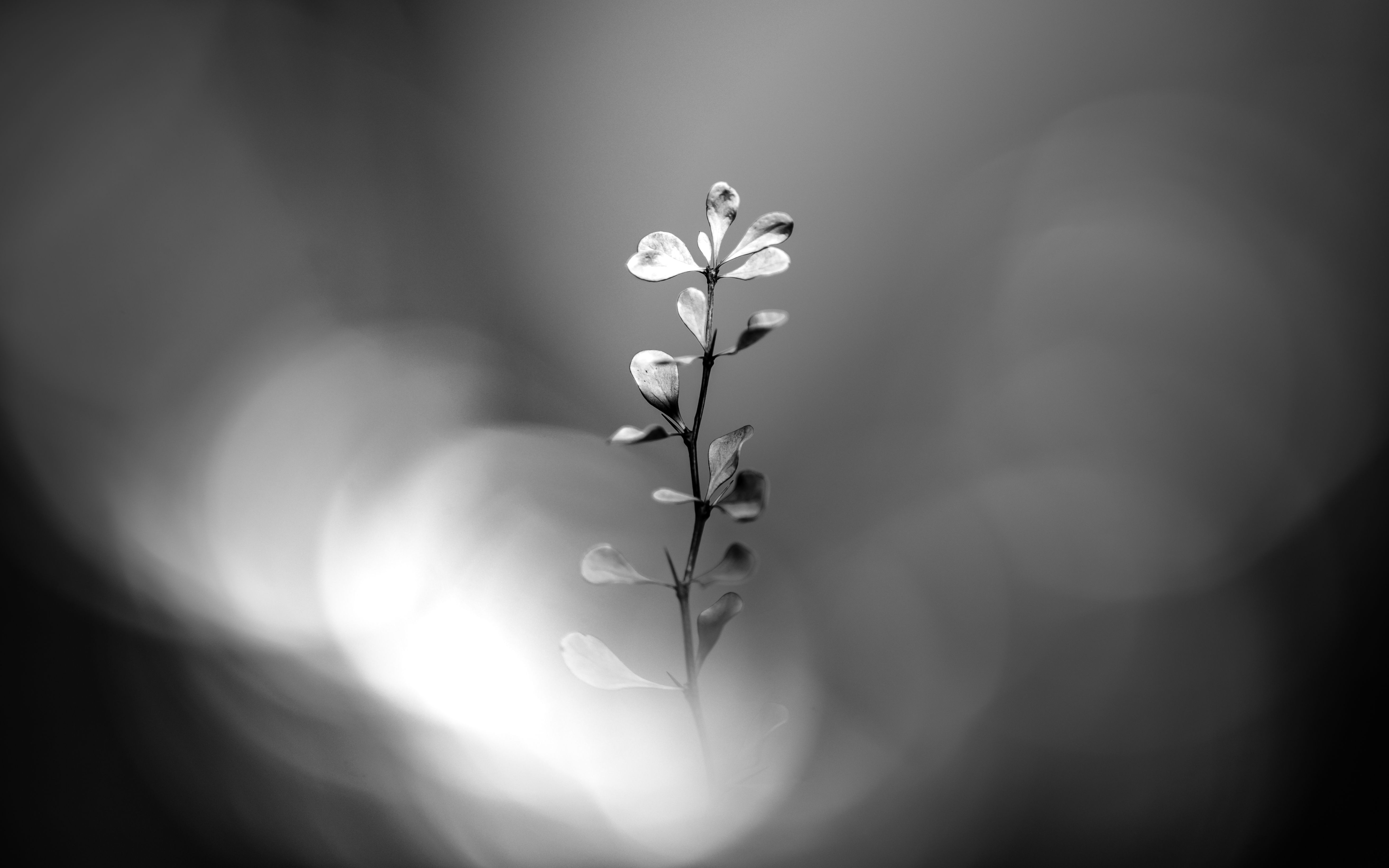 Gradient Black And White Photos, Download The BEST Free Gradient Black