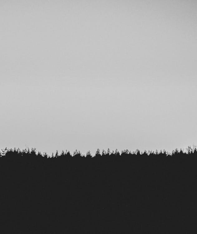 Trees Silhouette in Black and White