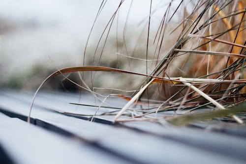 Focus Photography of Green Grass