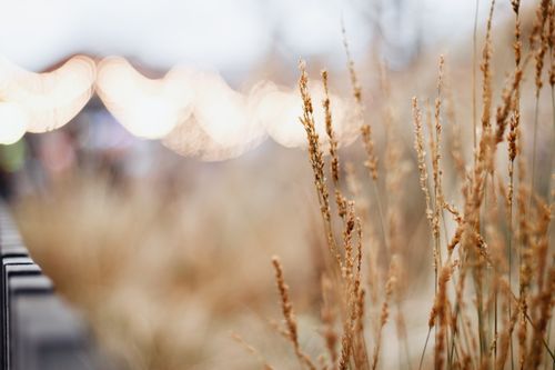 Free A serene close-up of tall grass in focus with dreamy bokeh lights in the background. Stock Photo