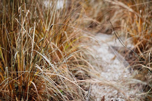 Free Selective Focus Photography of Brown Grass Stock Photo