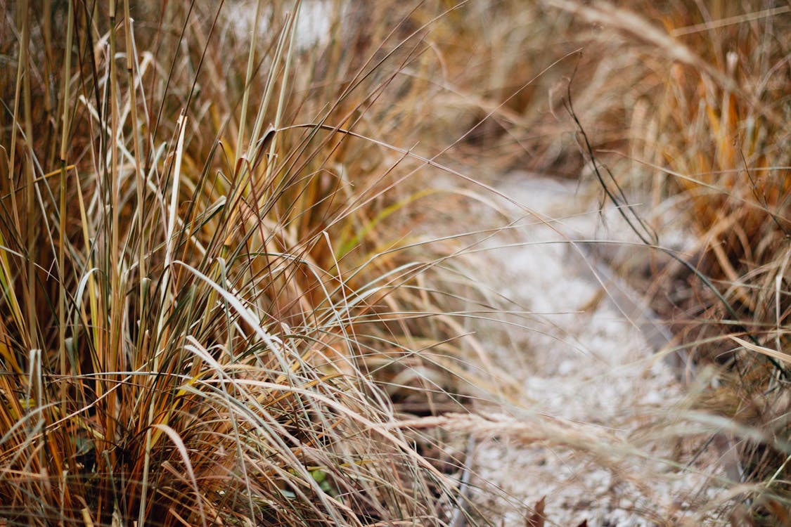 Selective Focus Photography of Brown Grass