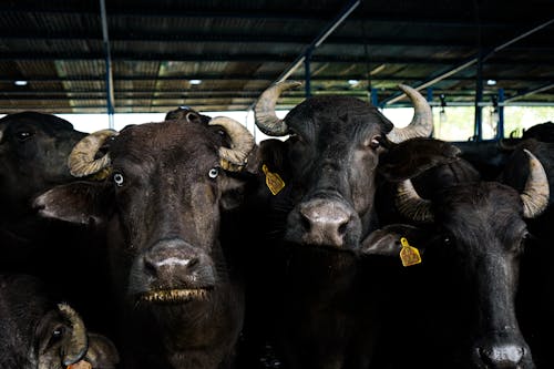 Ear Tagged Cattle in the Barn