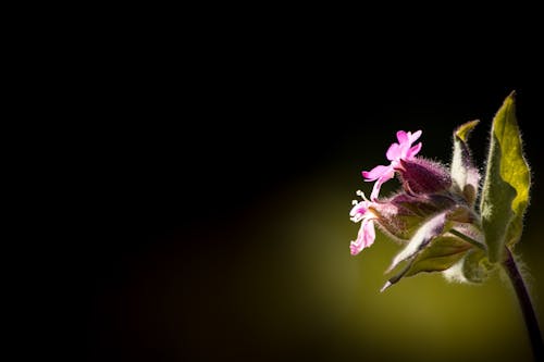 Низкий розовый лепесток цветка с зелеными листьями
