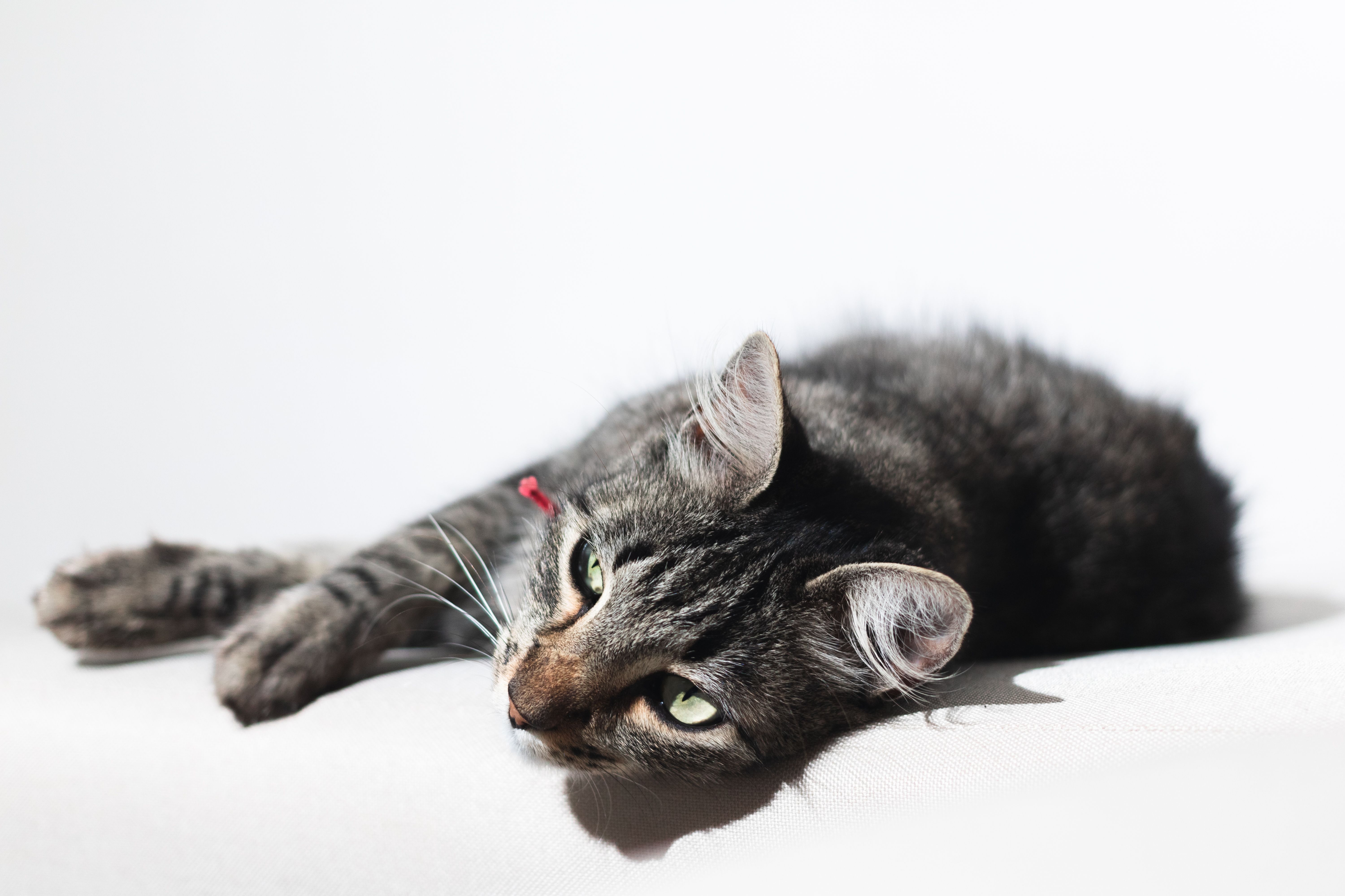 Um sereno gato tigrado deitado confortavelmente em um fundo branco, desfrutando da luz natural.