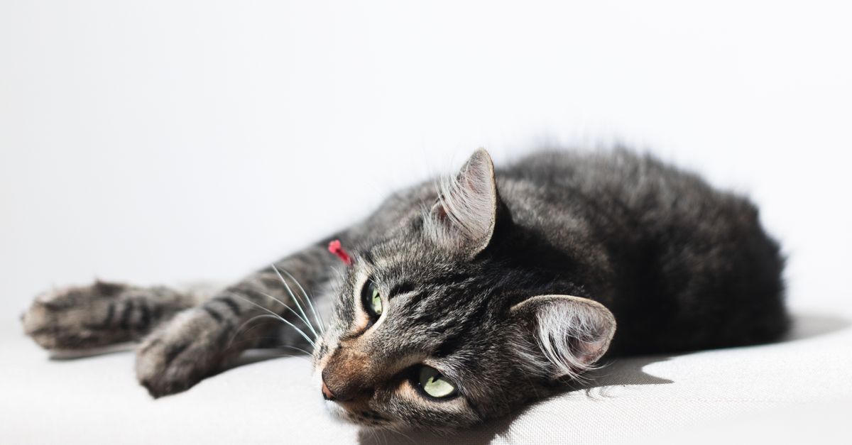 Um sereno gato tigrado deitado confortavelmente em um fundo branco, desfrutando da luz natural.