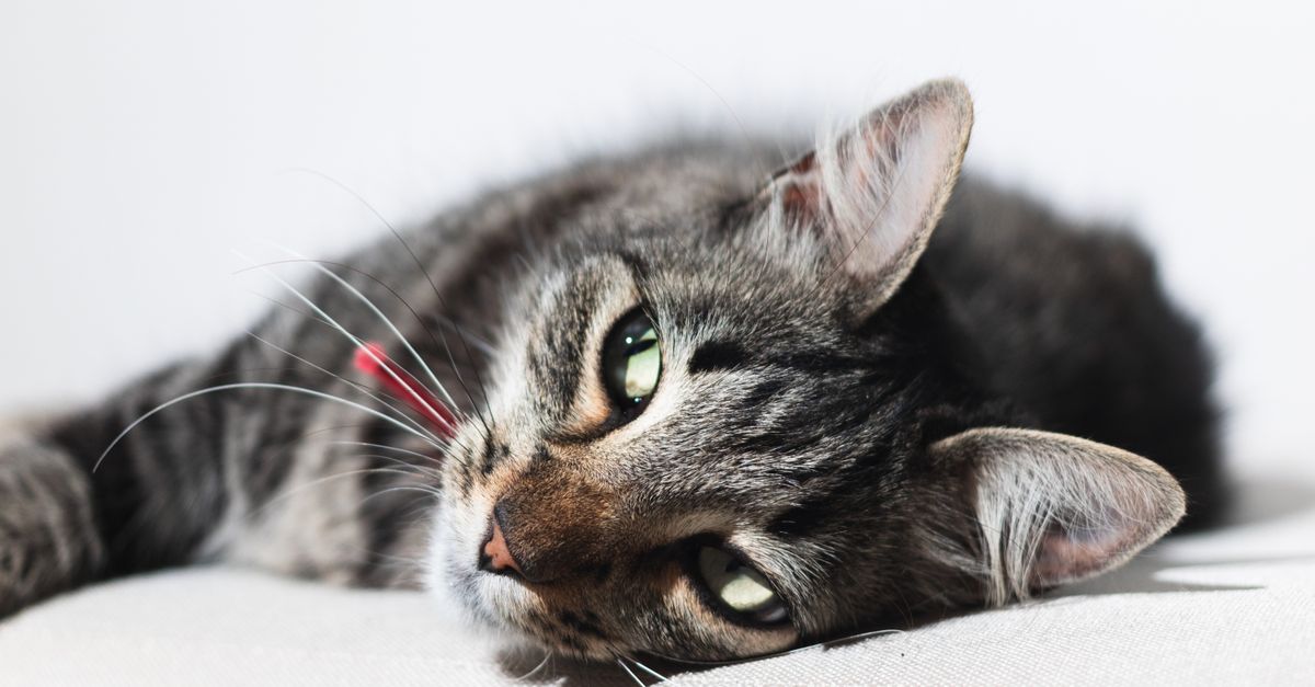Close-up de um gato tigrado relaxado deitado em um sofá branco em um ambiente interno bem iluminado.