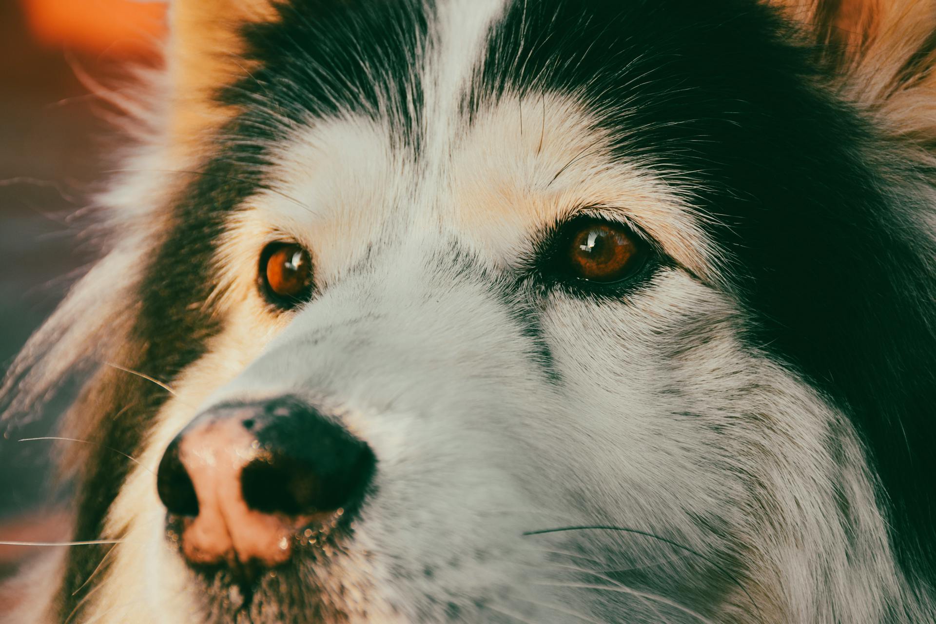 Close up of Dog Head