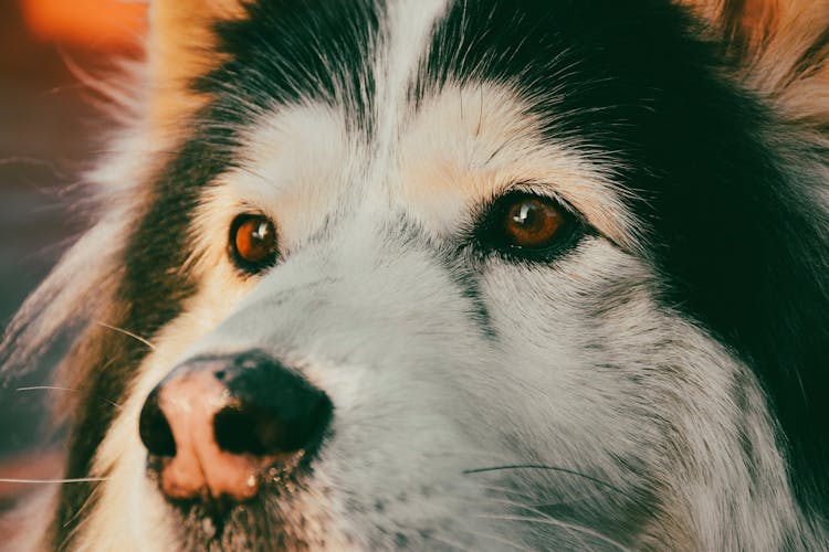 Close Up Of Dog Head