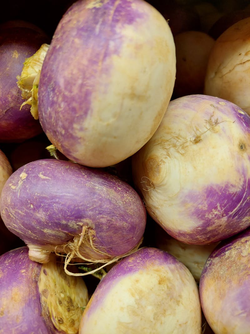 Turnip Photos Download The BEST Free Turnip Stock Photos HD Images