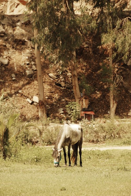 Free A horse grazing peacefully in a rural grassland setting in Peru, surrounded by trees. Stock Photo