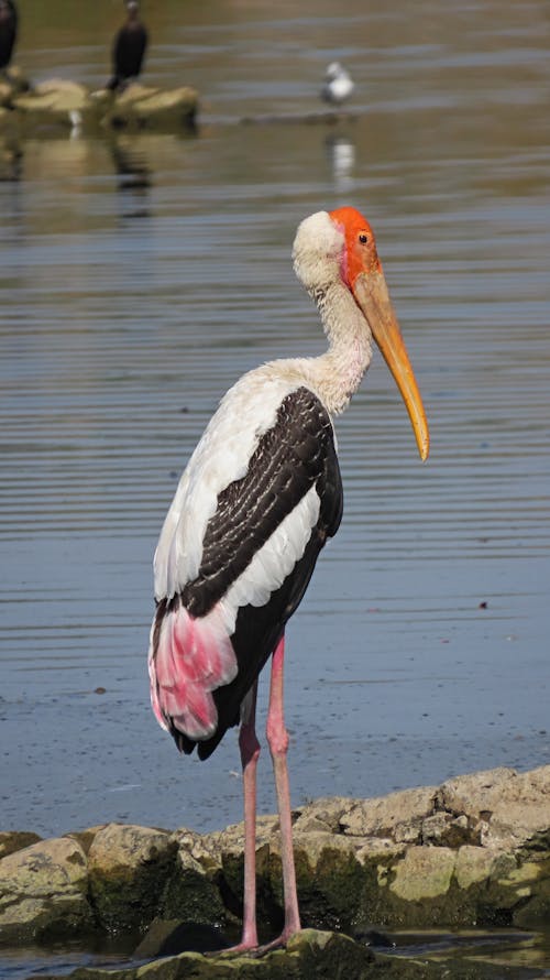 Painted Stork on Lakeshore
