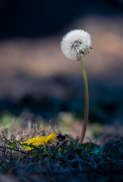 Foto profissional grátis de caule, dente de leão comum, flor