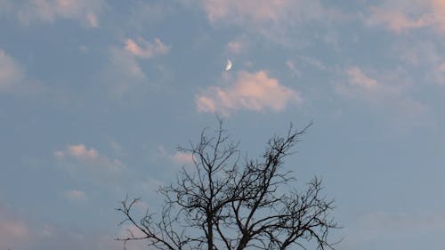 The Moon over a Leafless Tree