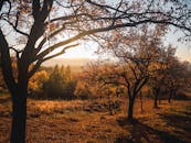 日落时分，金色的阳光与美丽的秋景一同照亮了乡村