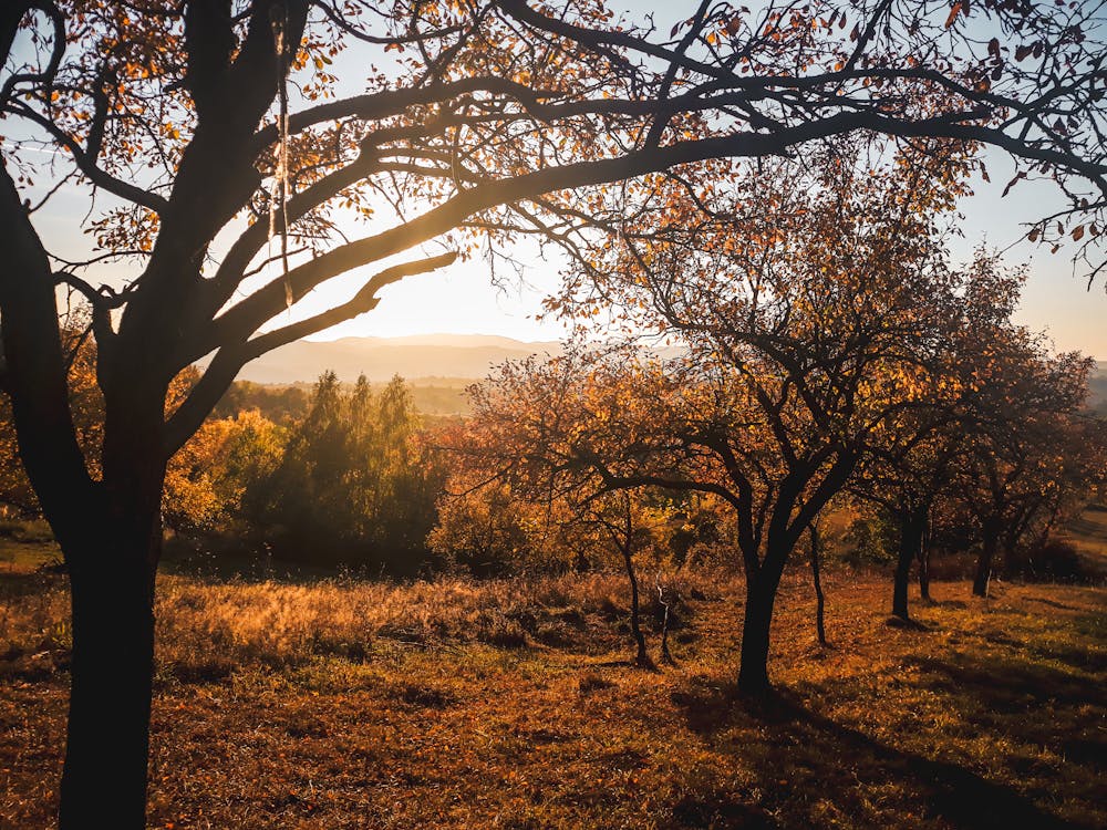 Plusieurs Arbres à Feuilles Brunes