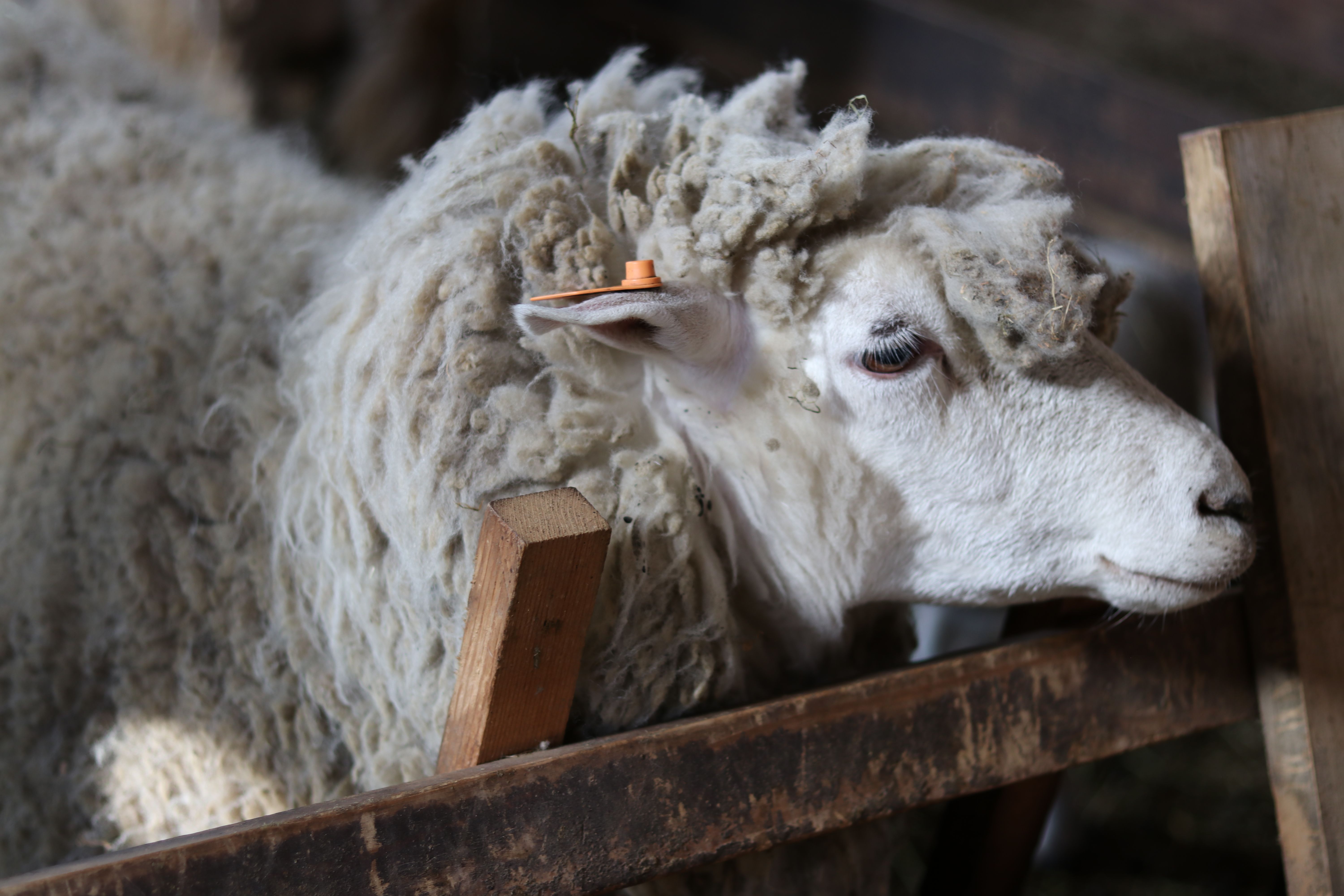 Wool; (not carded or combed), degreased, (not carbonised), (other than shorn)
