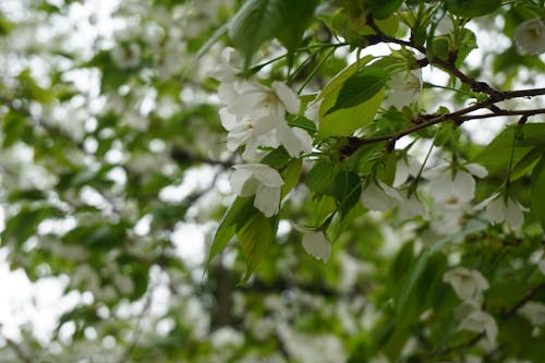 Fotos de stock gratuitas de blanco como la nieve, flores, flores bonitas