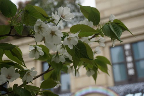 Foto d'estoc gratuïta de blancaneus, flors, flors boniques