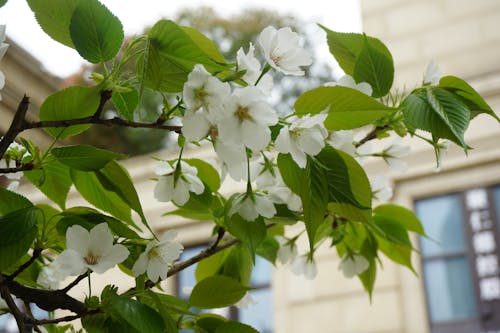 Fotos de stock gratuitas de blanco como la nieve, flores, flores bonitas