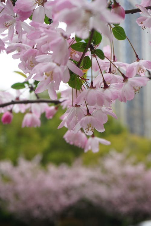 Foto d'estoc gratuïta de flors, flors boniques, fons rosa