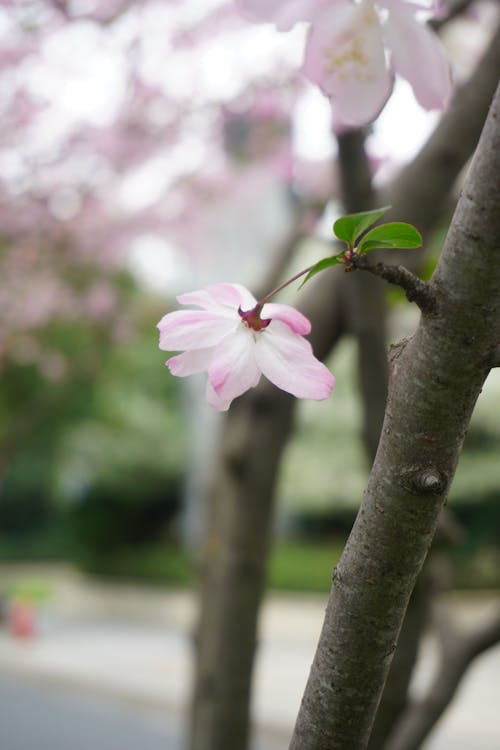 Fotos de stock gratuitas de flores, flores bonitas, fondo rosa