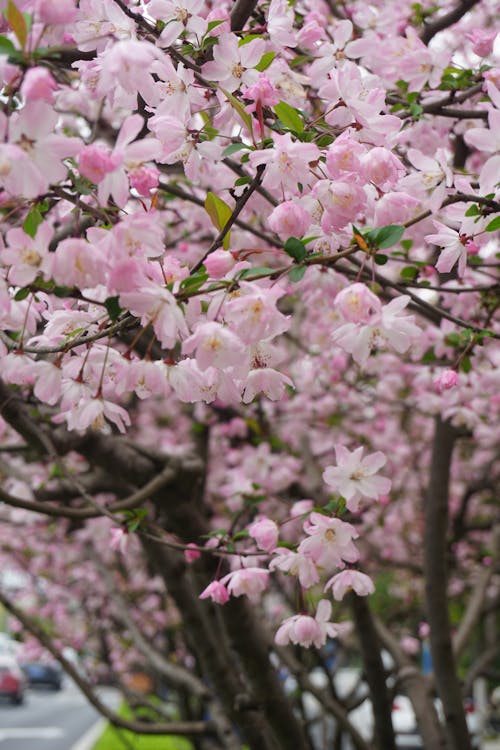 Fotos de stock gratuitas de flores, flores bonitas, fondo rosa