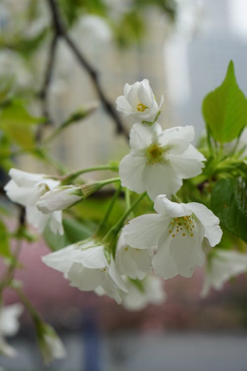 Fotos de stock gratuitas de flores, flores bonitas, fondo de primavera