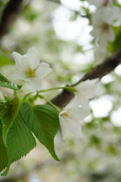 Fotos de stock gratuitas de flores, flores bonitas, fondo de primavera